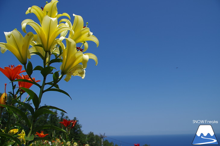 北海道最大級、213万輪のゆりの花！『オーンズ春香山ゆり園』